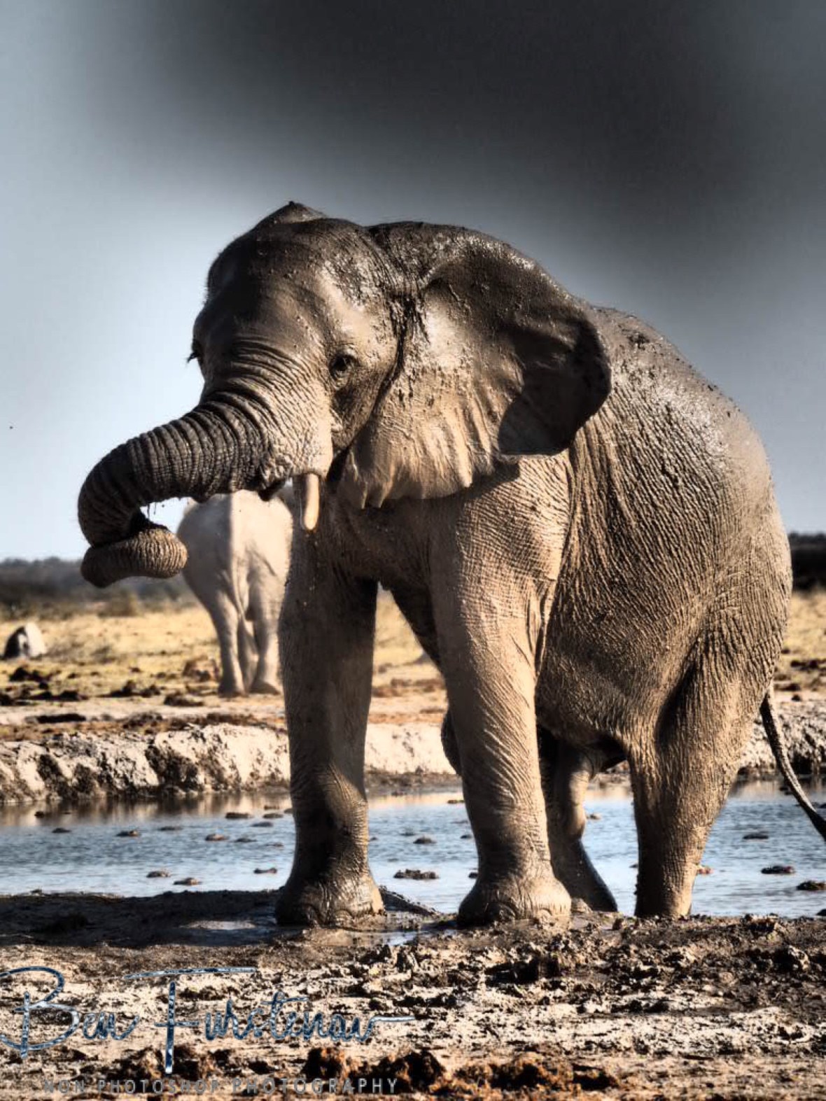 Trunk tricking whilst getting out, Nxai National Park, Botswana