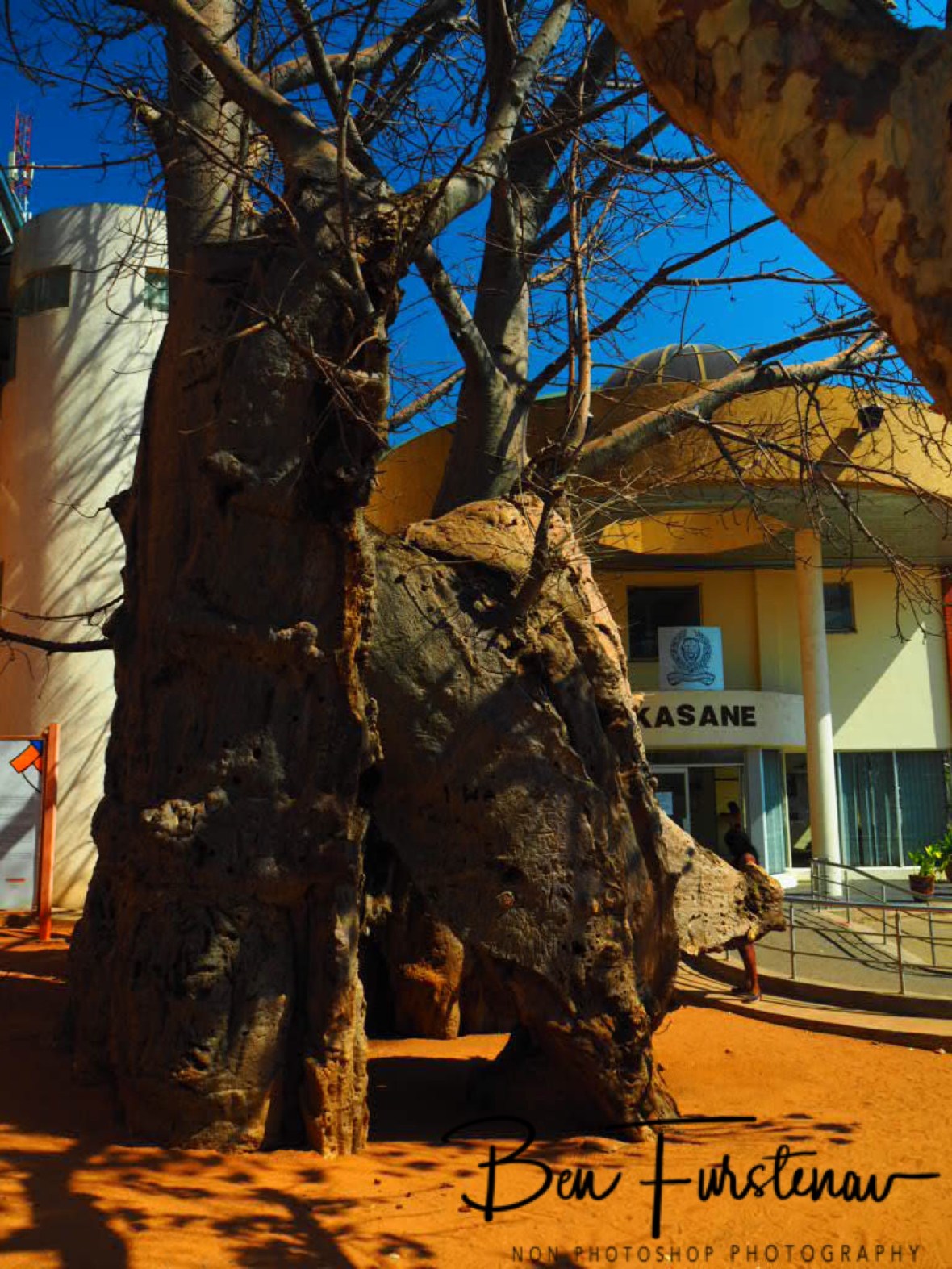 Holy and hollow Baobab prison at Kasane police station, Botswana