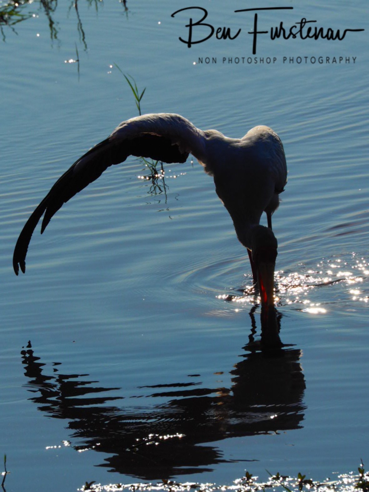 Casting a shadow, Chobe National Park, Botswana 