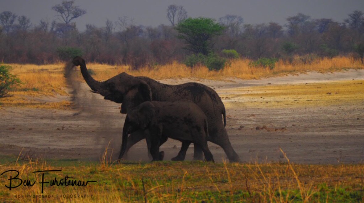 Done and dusted, Khaudum National Park, Namibia