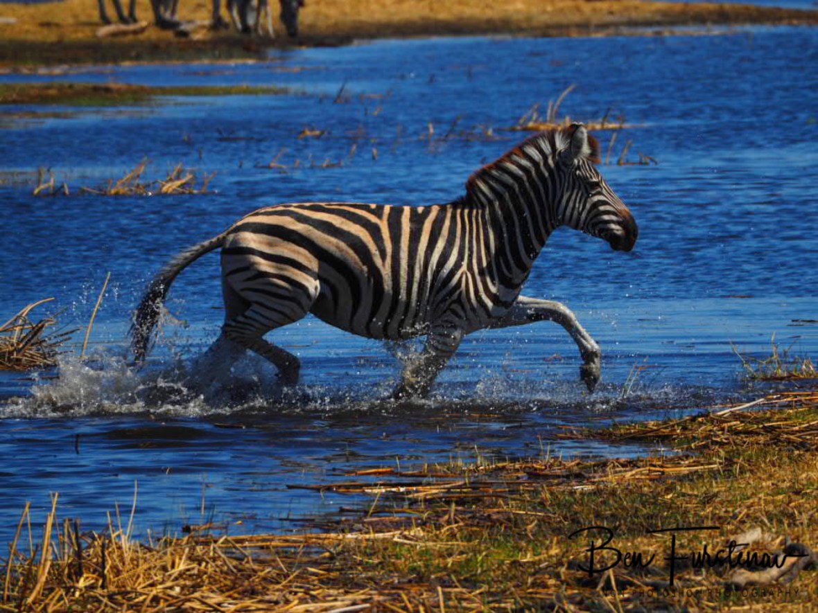Bathing time, Makgadikgadi National Park, Botswana 