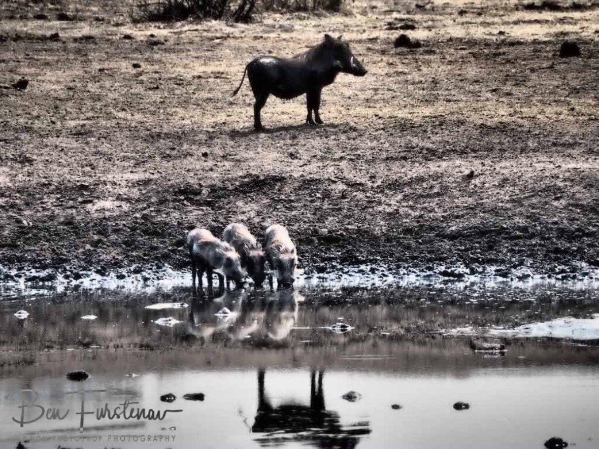 Warthogs use a similar technique, Khaudum National Park, Namibia