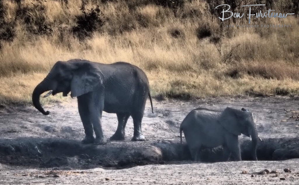 A relaxing morning at the waterhole, Khaudum National Park, Namibia