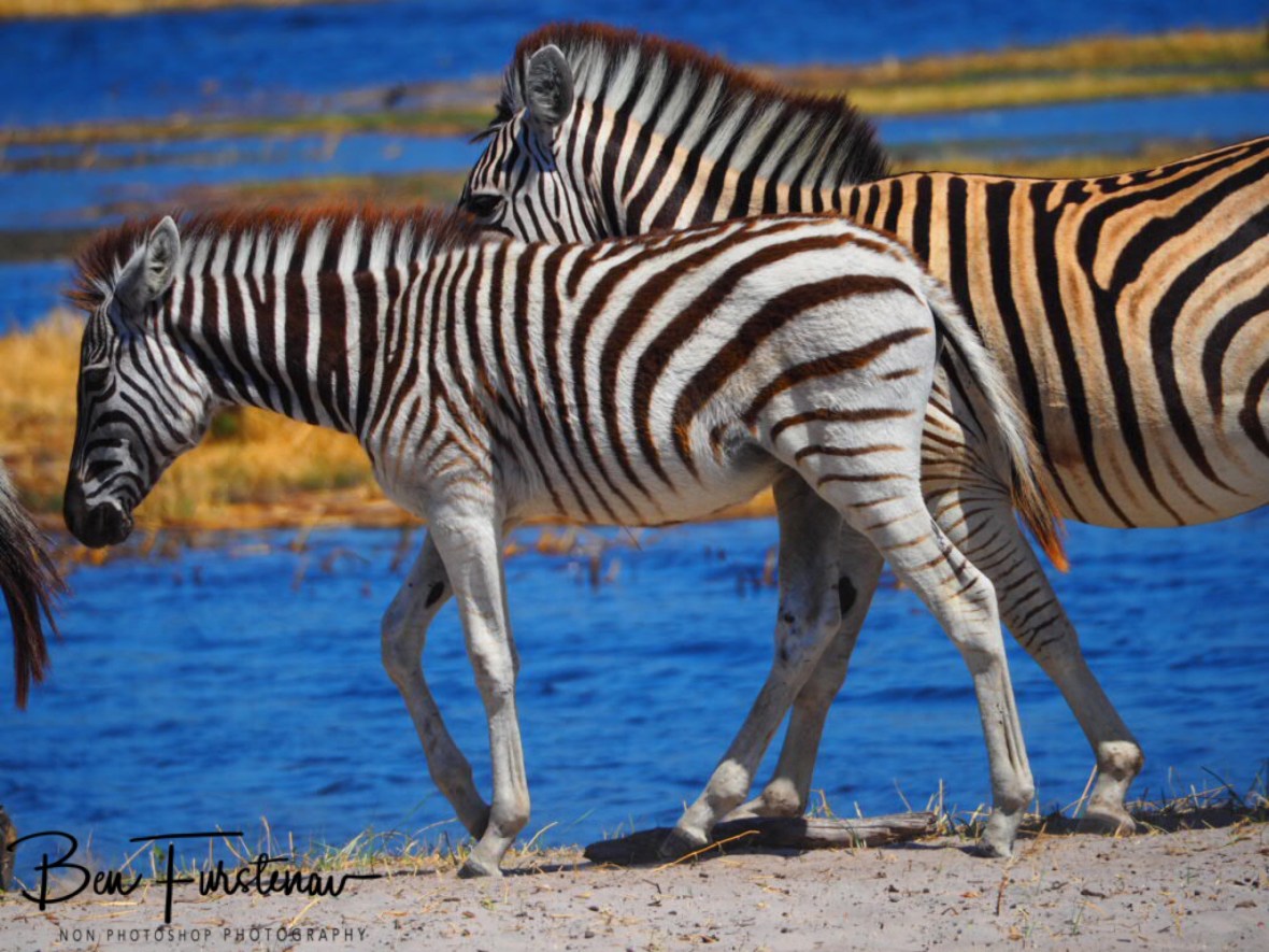 Exaggerating colours, Makgadikgadi National Park, Botswana