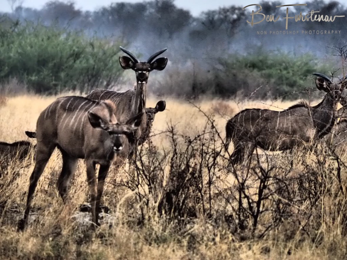 Kudu Herd with females and young males, Khaudum National Park, Namibia