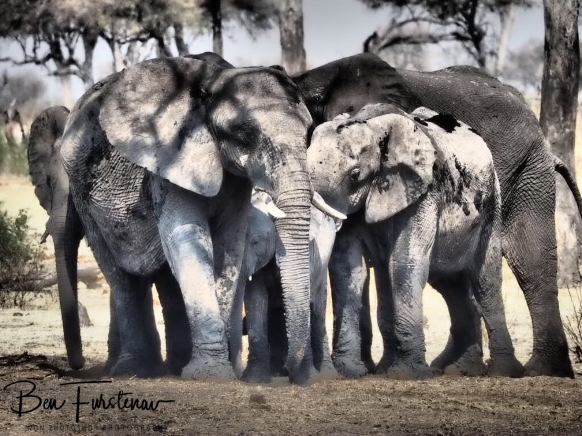 Squeezing for shade whilst queuing up, Khaudum National Park, Namibia