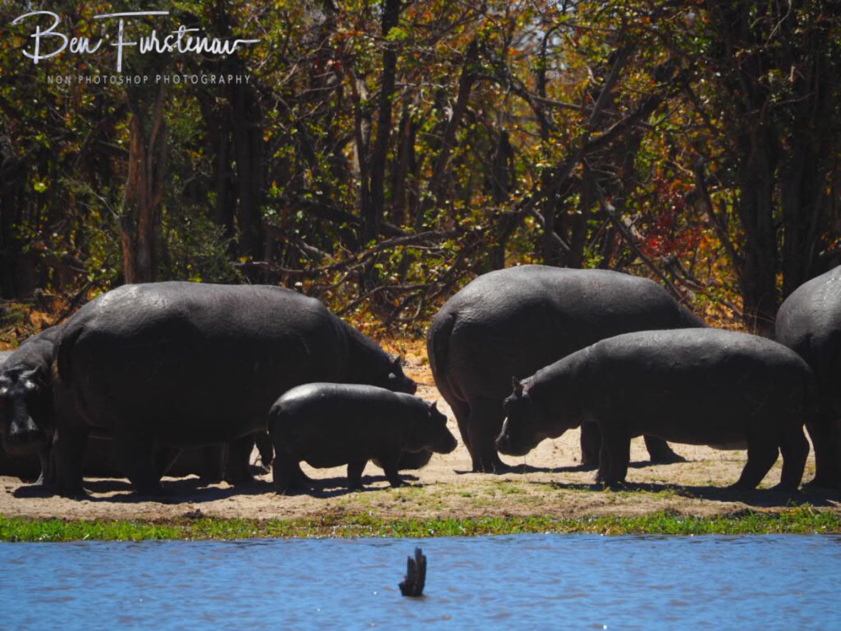 Hippo family out off water, Savuti, Chobe National Park, Botswana 