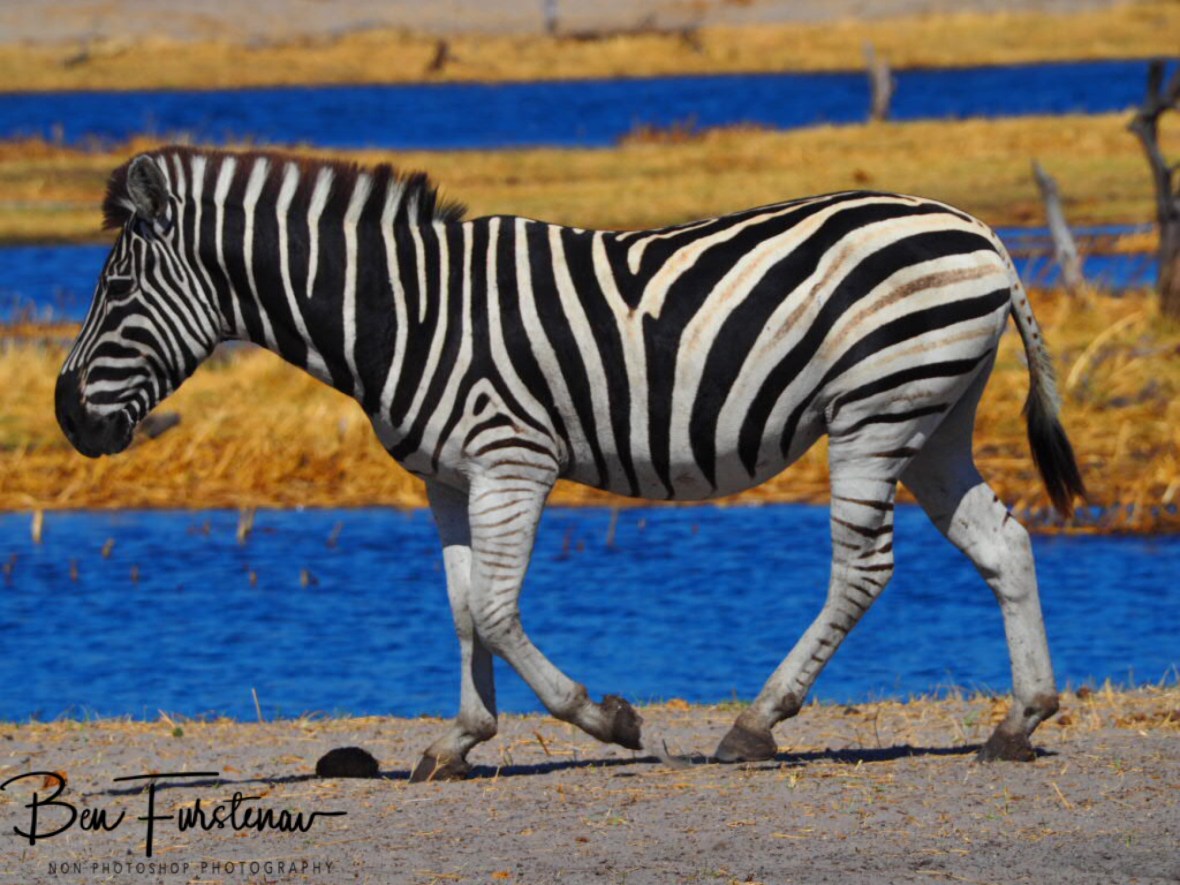 All colours, Makgadikgadi National Park, Botswana 