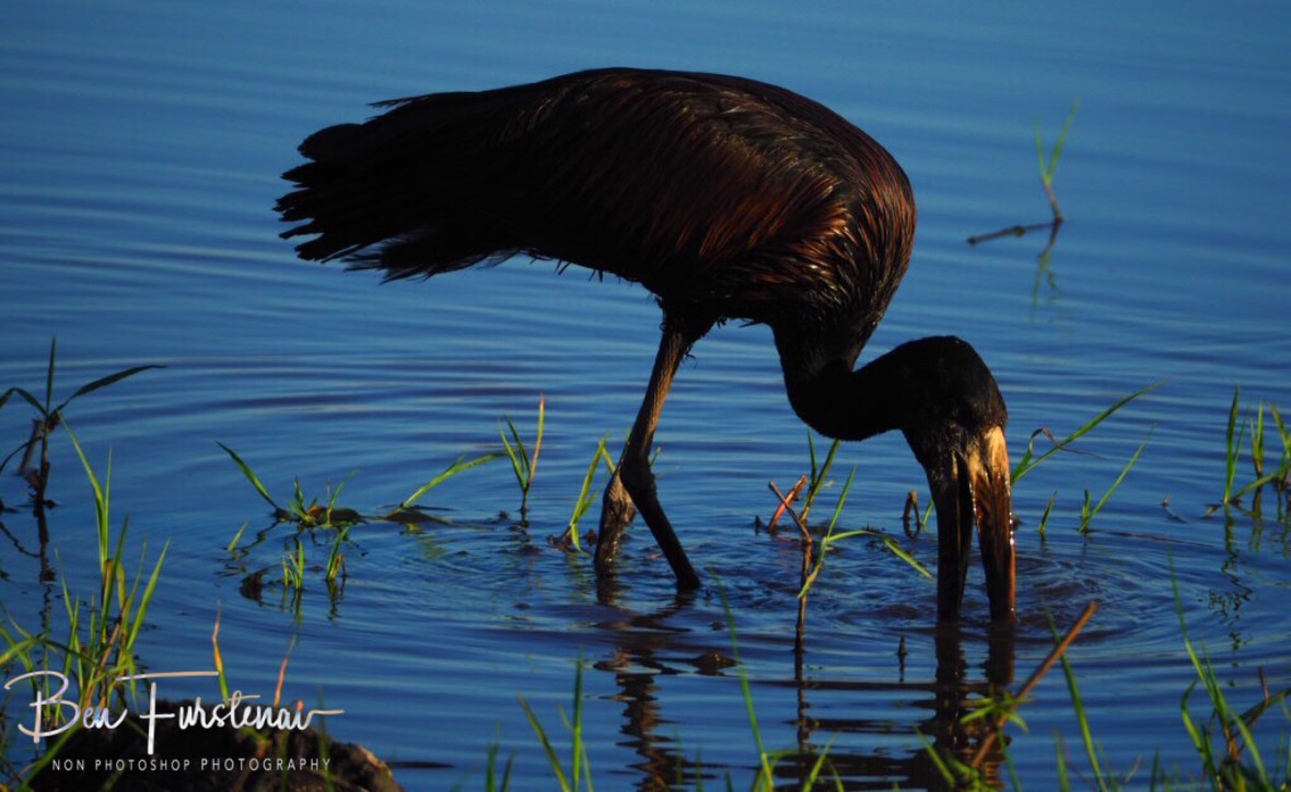 Storking the waters, Chobe National Park, Botswana 