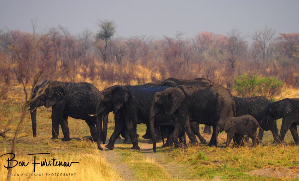The engine stopped, Khaudum National Park, Namibia