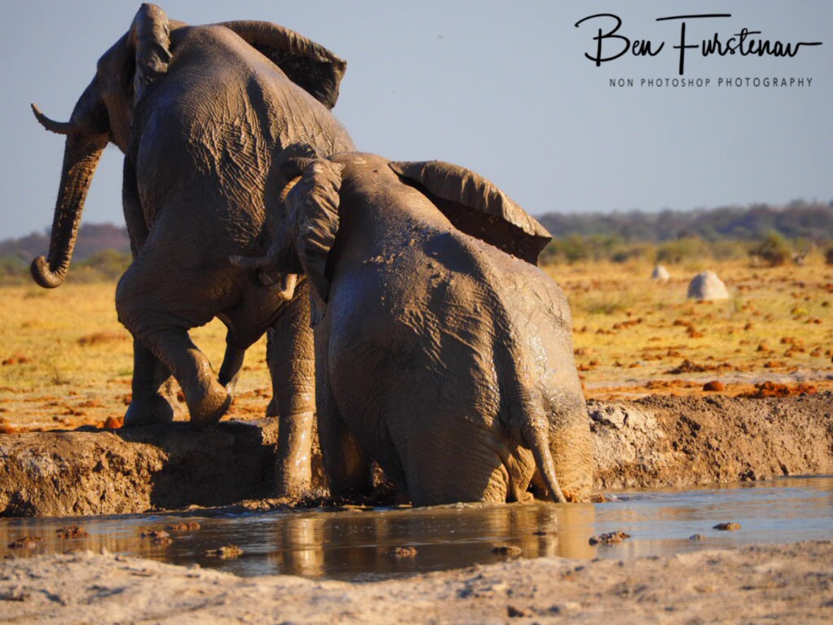 With a little help from your friends, Nxai National Park, Botswana