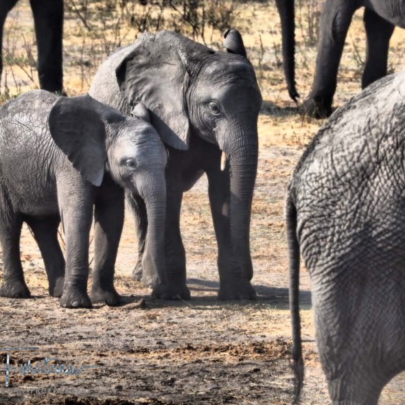 Cheeky little smiles, Khaudum National Park, Namibia