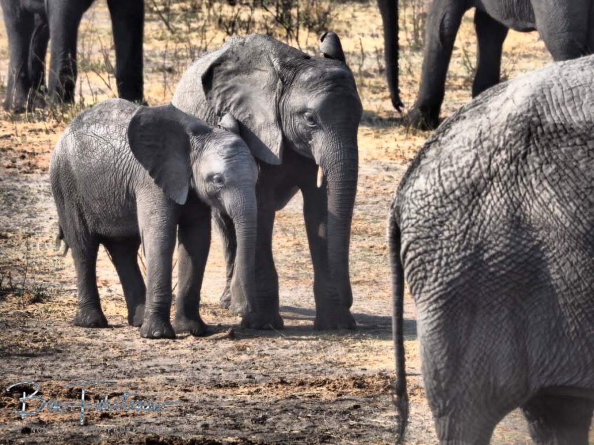 Cheeky little smiles, Khaudum National Park, Namibia