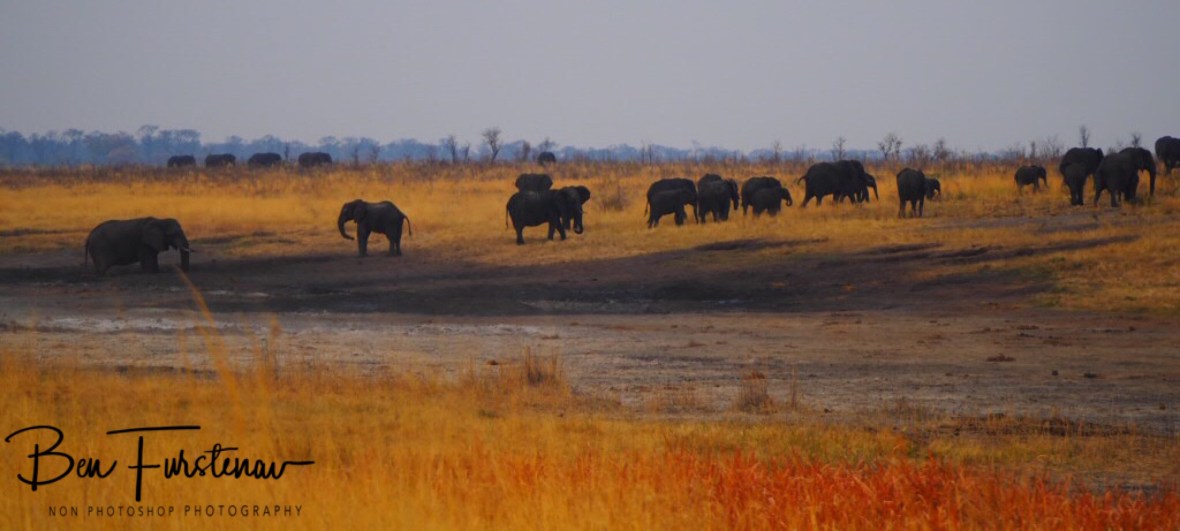 Elephants near and far, Khaudum National Park, Namibia