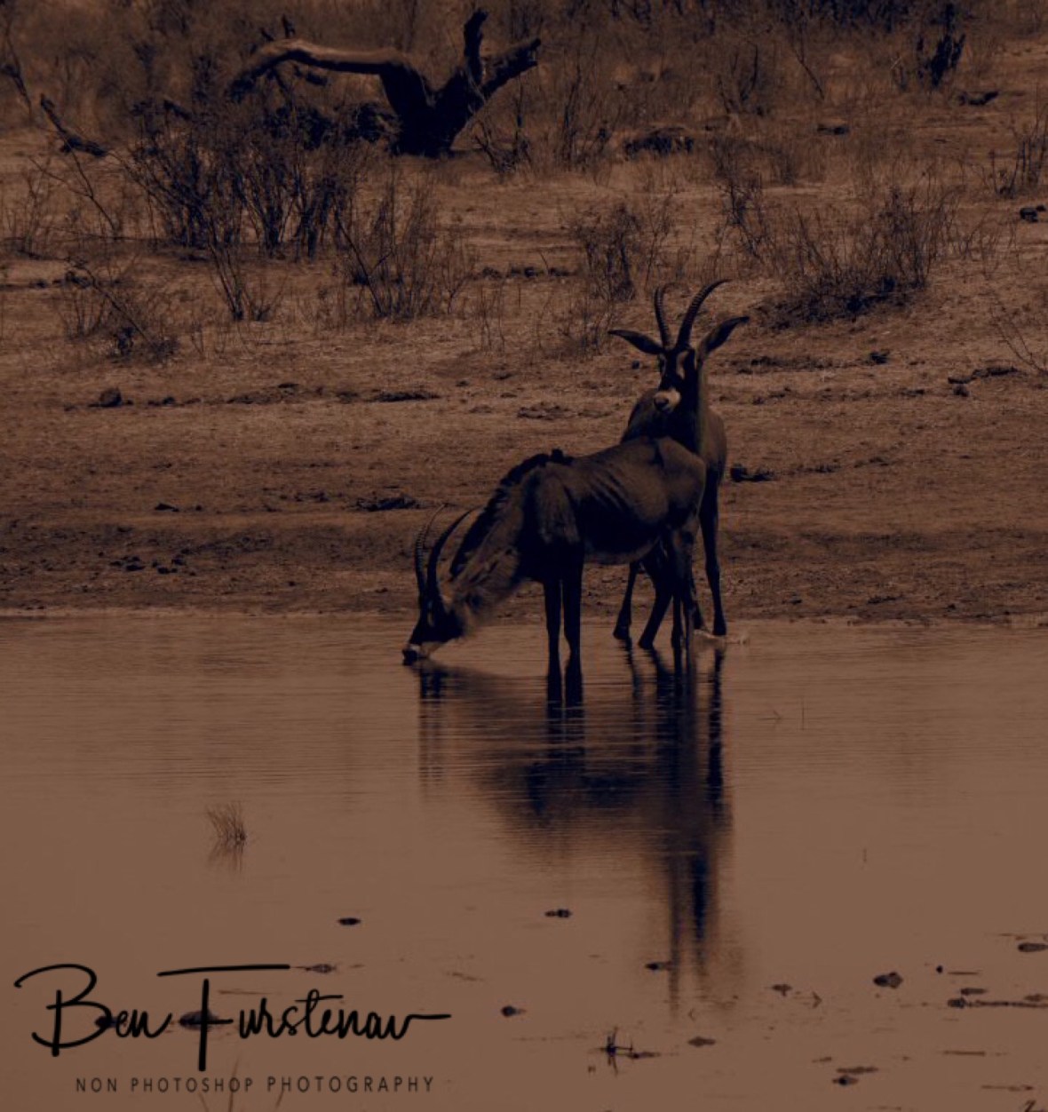 The safest drinking option, Khaudum National Park, Namibia