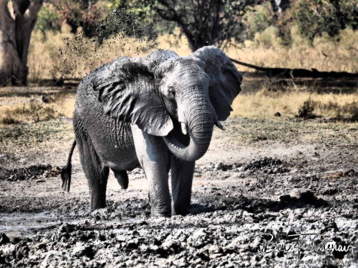 Sergeant, Moremi National Park, Botswana 