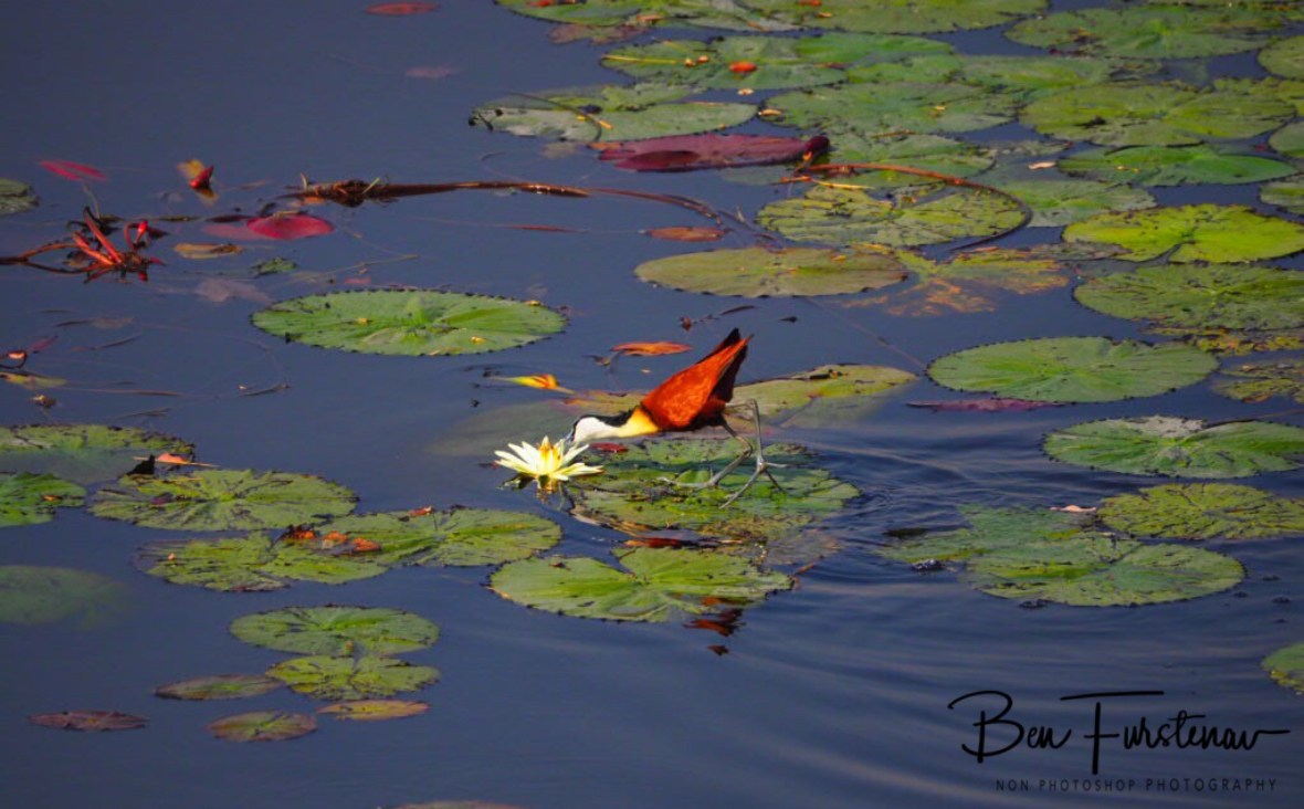 Stalking Water lilies, Mudumu National Park, Namibia