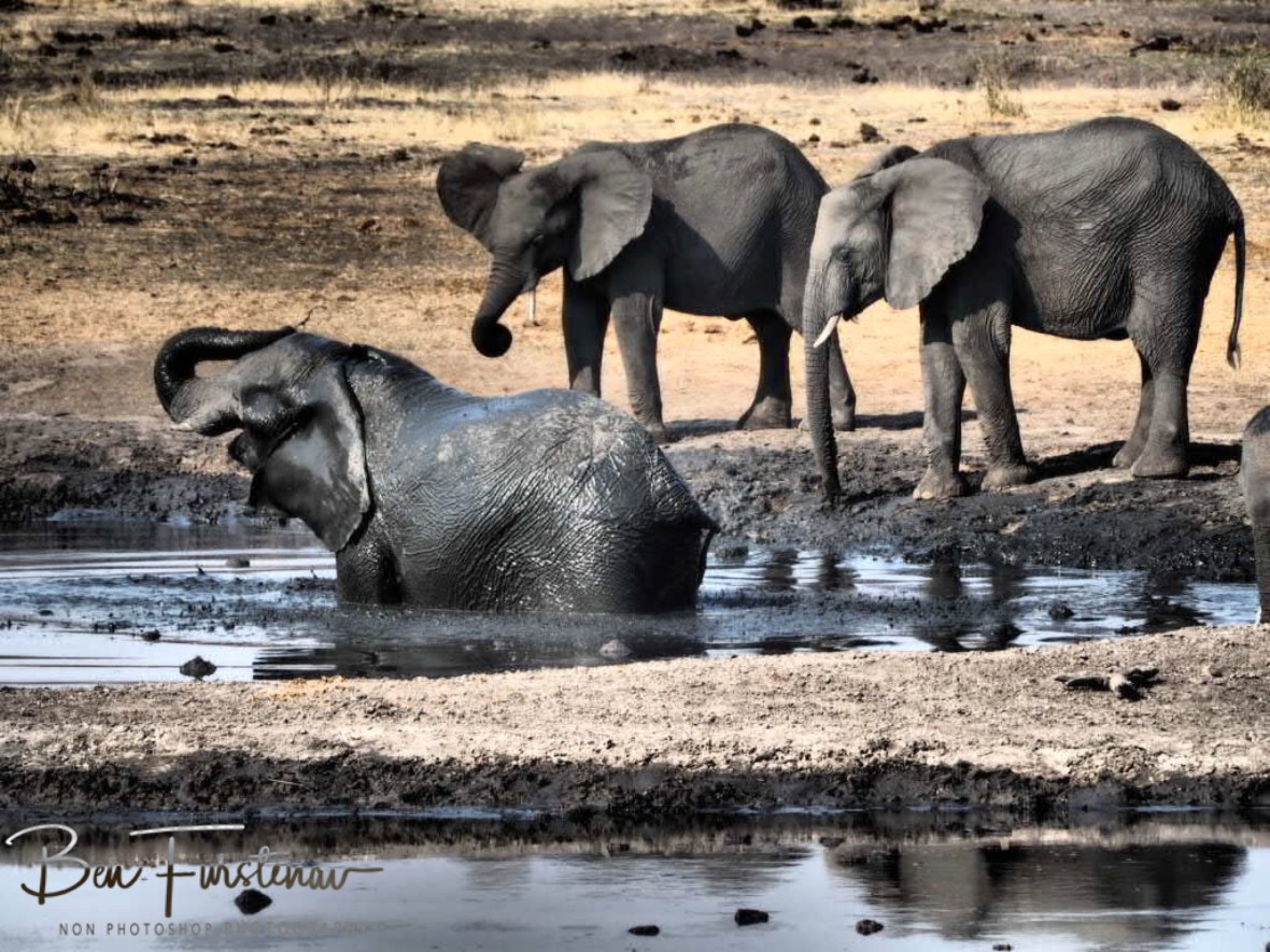 No business like shower business, Khaudum National Park, Namibia