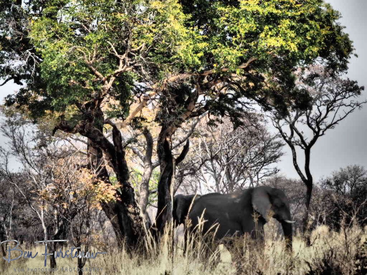 Staying in the shade, Khaudum National Park, Namibia