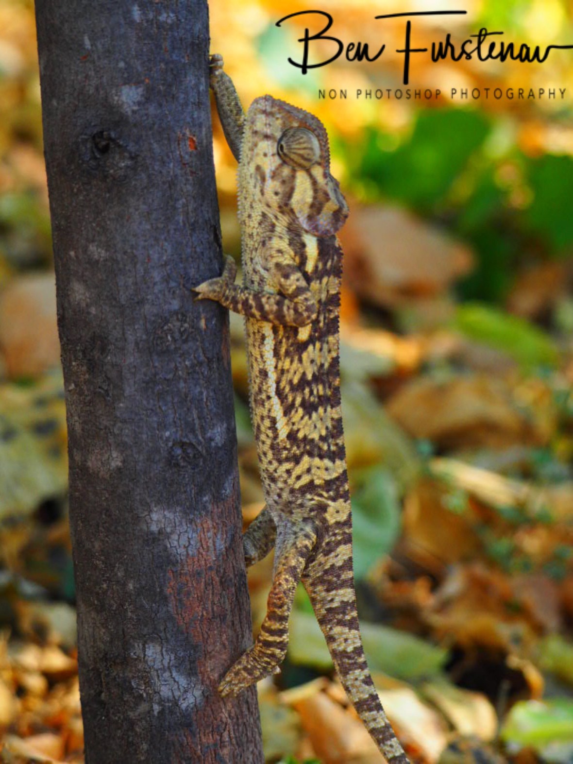 Up we go, Maun, Botswana