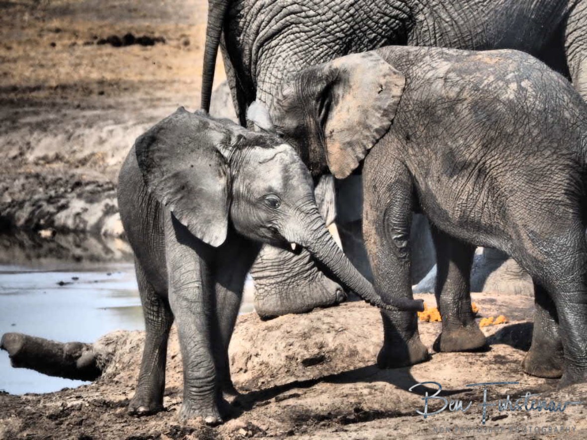 Careful now!, Khaudum National Park, Namibia