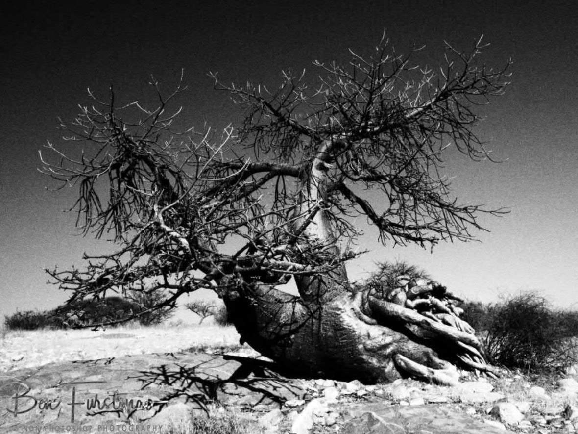 Ahoi Captain, , Kubu Island, Makgadikgadi Salt Pans, Botswana