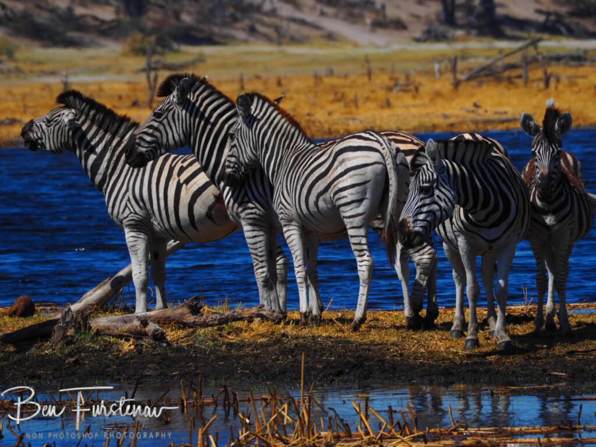 Stranded? Makgadikgadi National Park, Botswana
