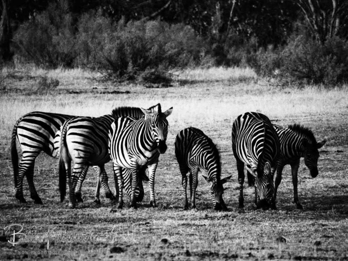 Grazing zebras, Moremi National Park, Botswana 