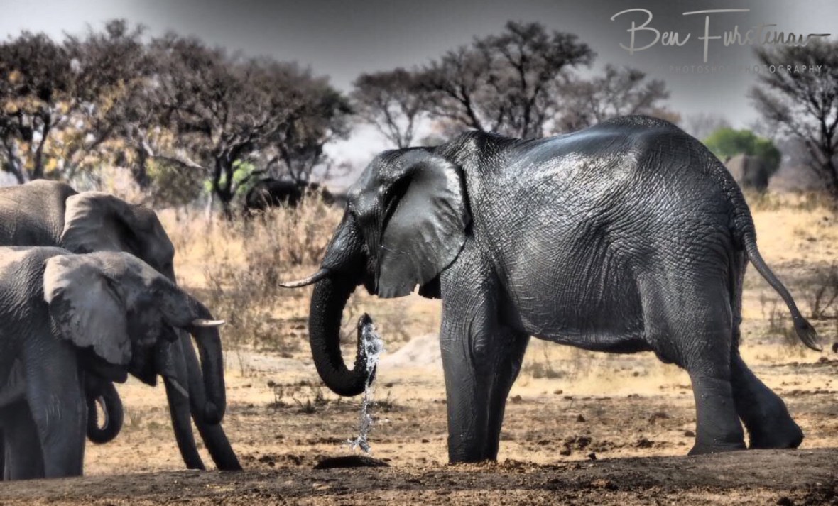 Shiny and refreshed, Khaudum National Park, Namibia 