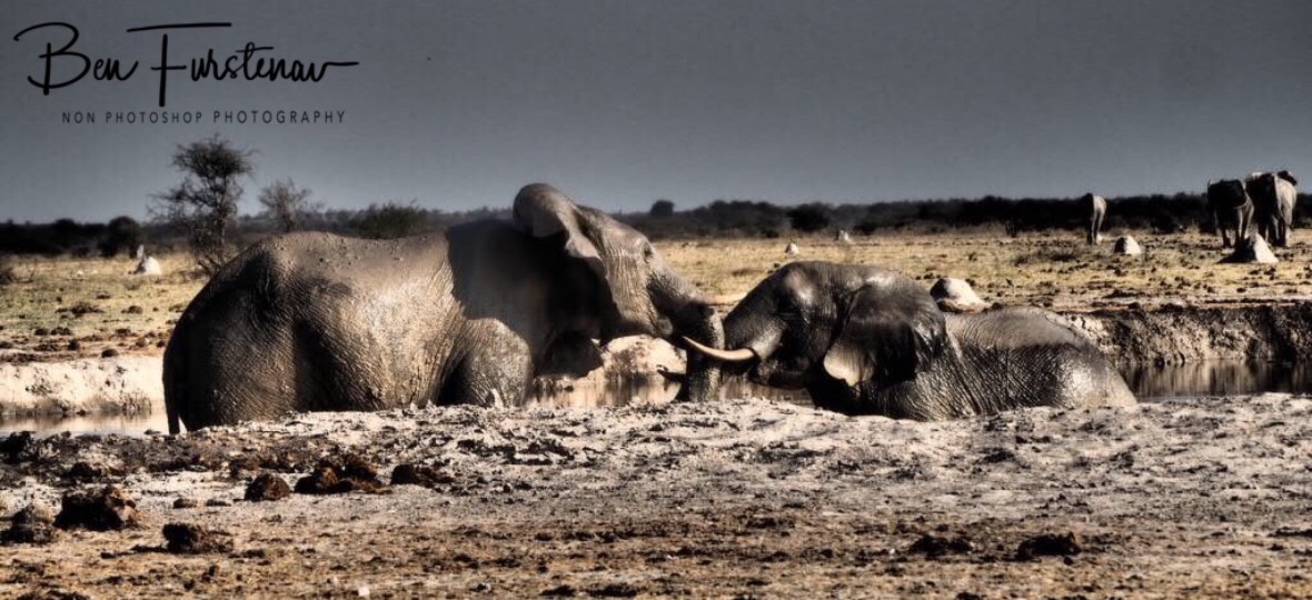 Audience walks off, Nxai National Park, Botswana