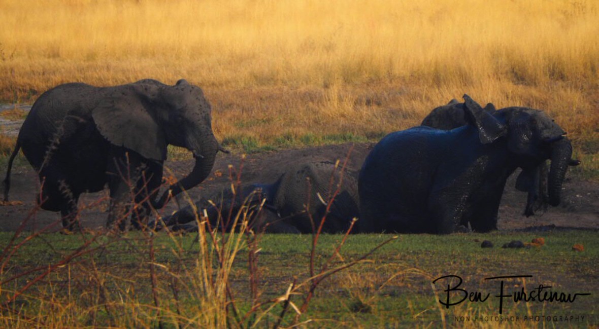 Mud is just as good, Khaudum National Park, Namibia
