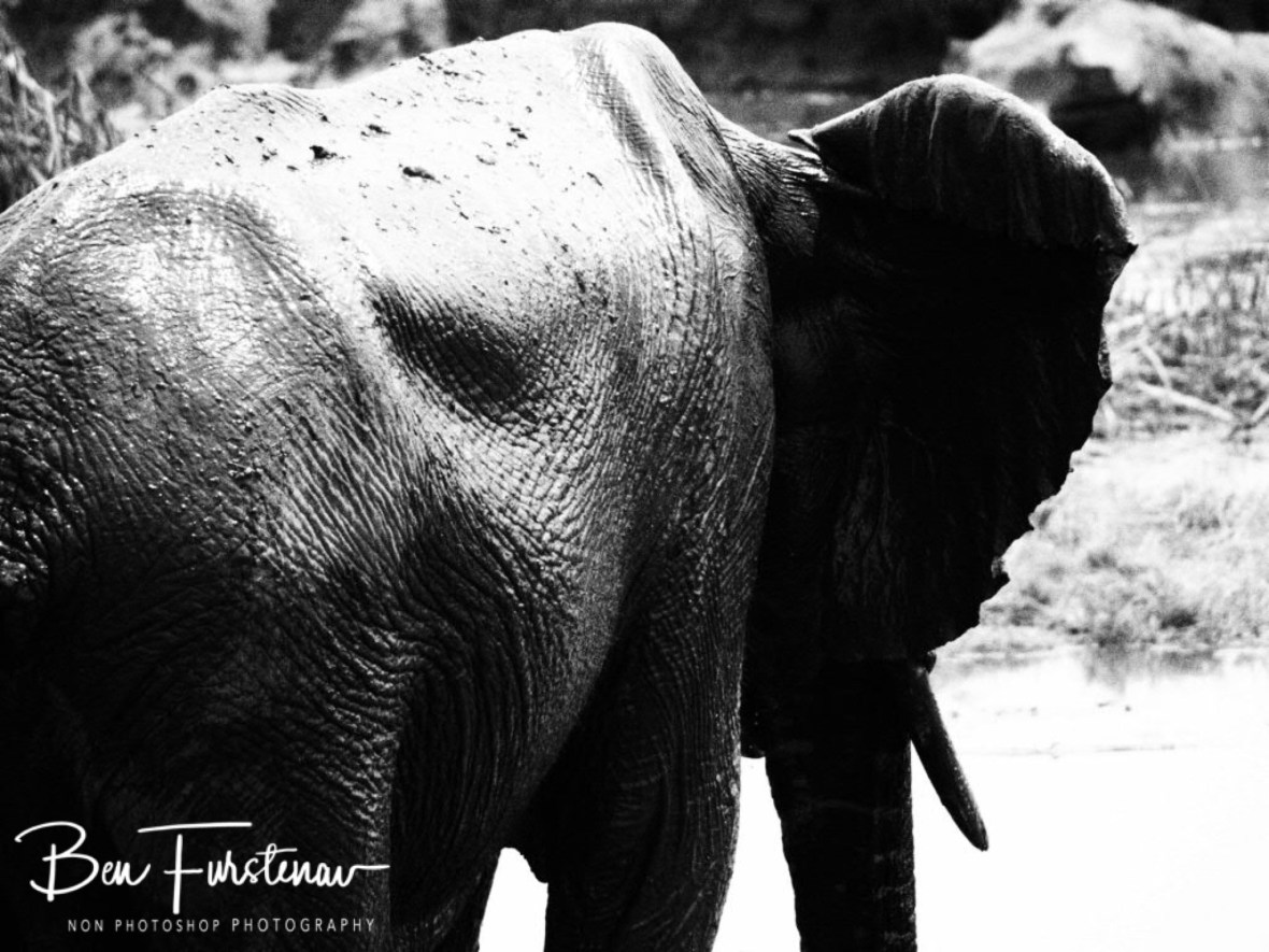 Turning the back at me, Khaudum National Park, Namibia