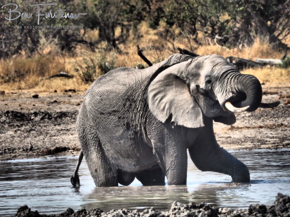 Private, Moremi National Park, Botswana 