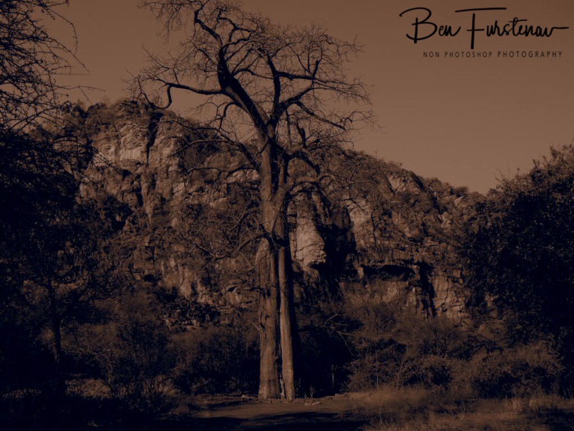 Ancient Baobab on mystic grounds, Tsolido Hills, Kalahari desert, Botswana