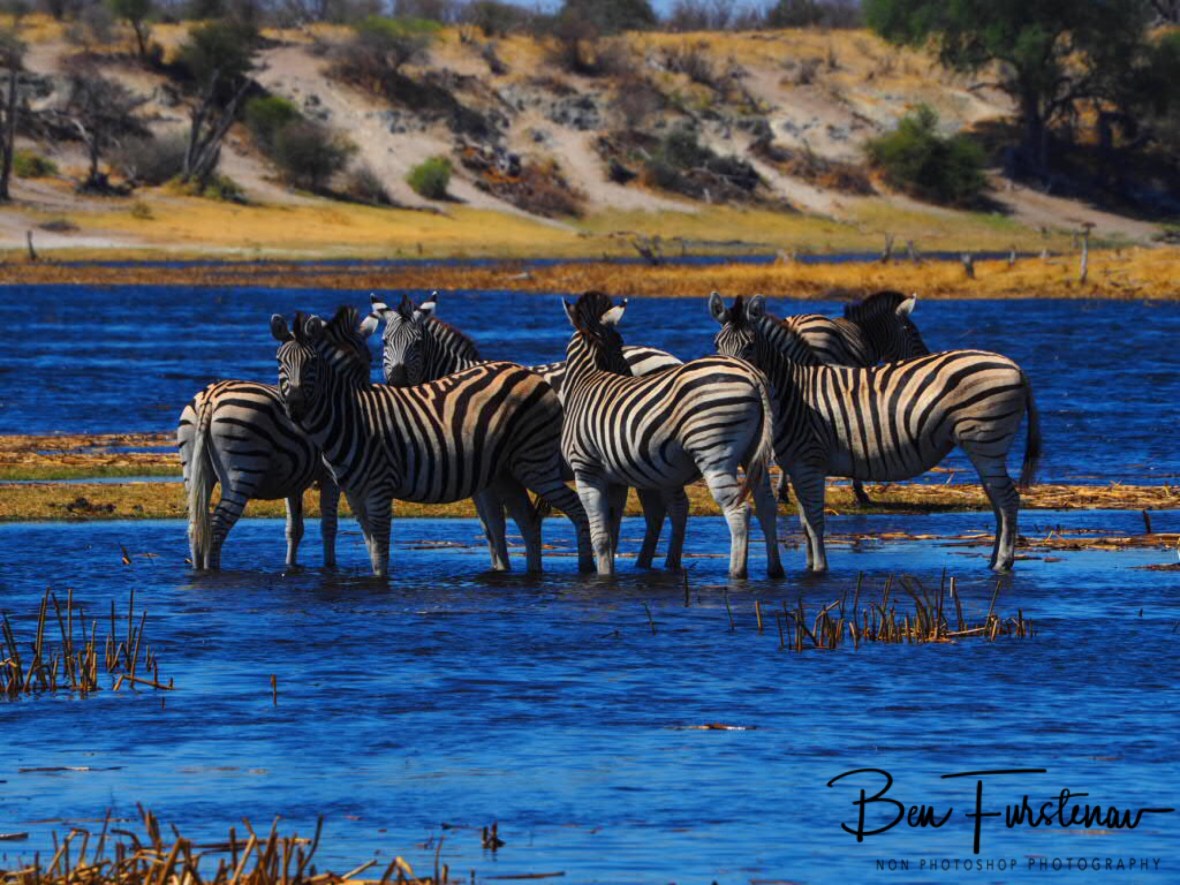 Smaller herd, Makgadikgadi National Park, Botswana