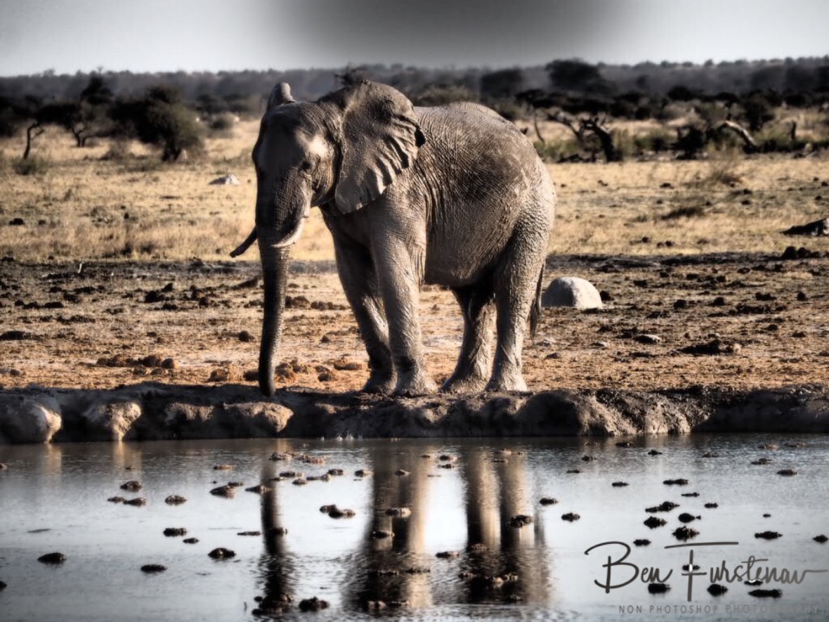 Tempting waters, Nxai National Park, Botswana