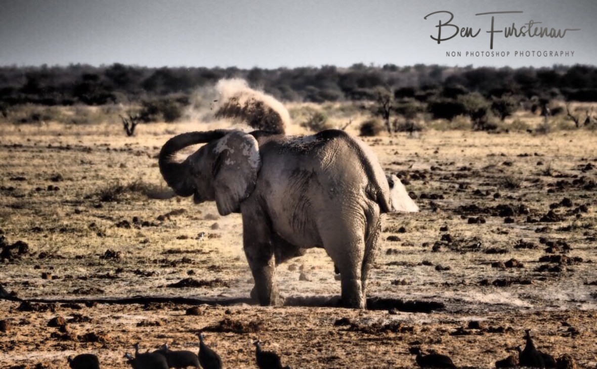 Done and dusted, Nxai National Park, Botswana