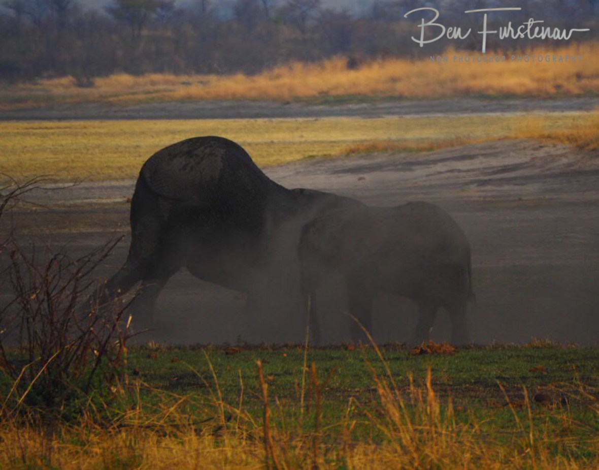 Small one disappeared in dust, Khaudum National Park, Namibia