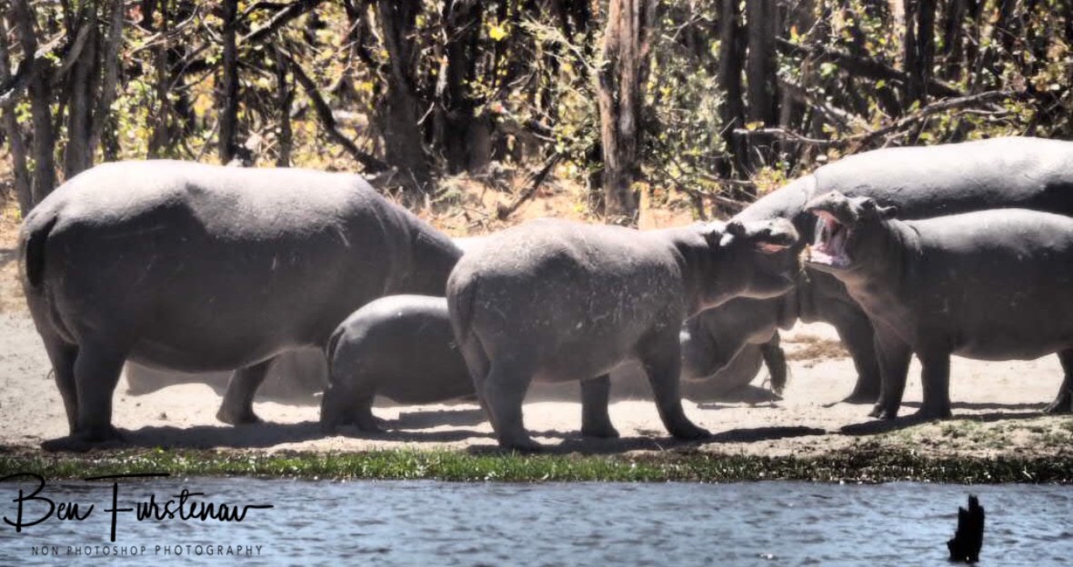 Family discussion, Savuti, Chobe National Park, Botswana 