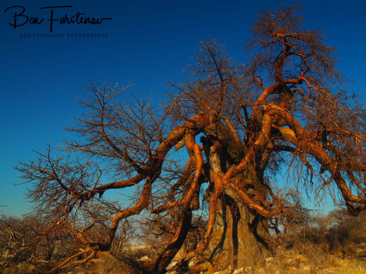 Baobab eating Baobab? Kubu Island, Makgadikgadi Salt Pans, Botswana 