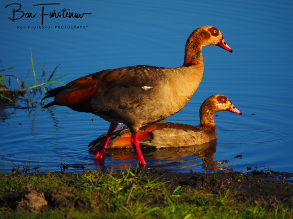Colourful ducks, Chobe National Park, Botswana