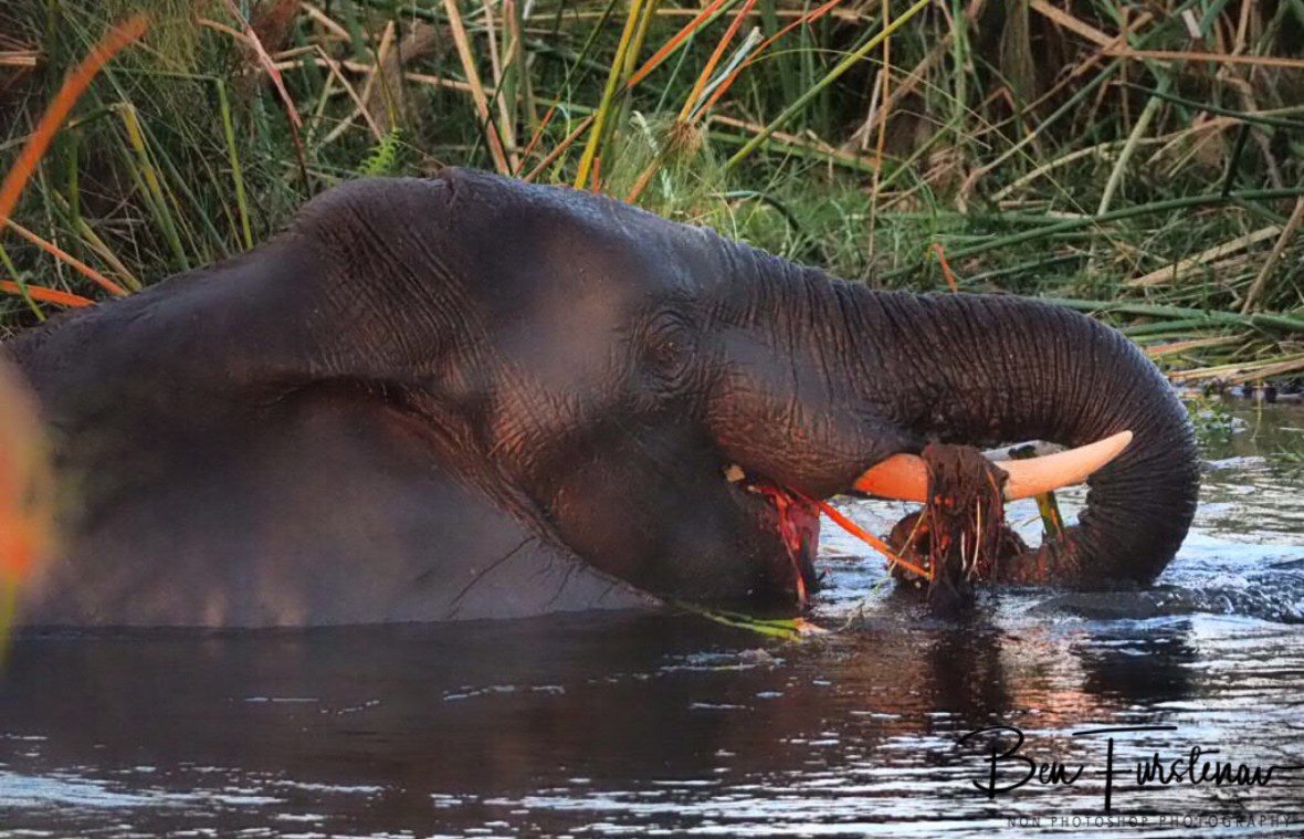 Dinner with a smile, Moremi National Park, Botswana 