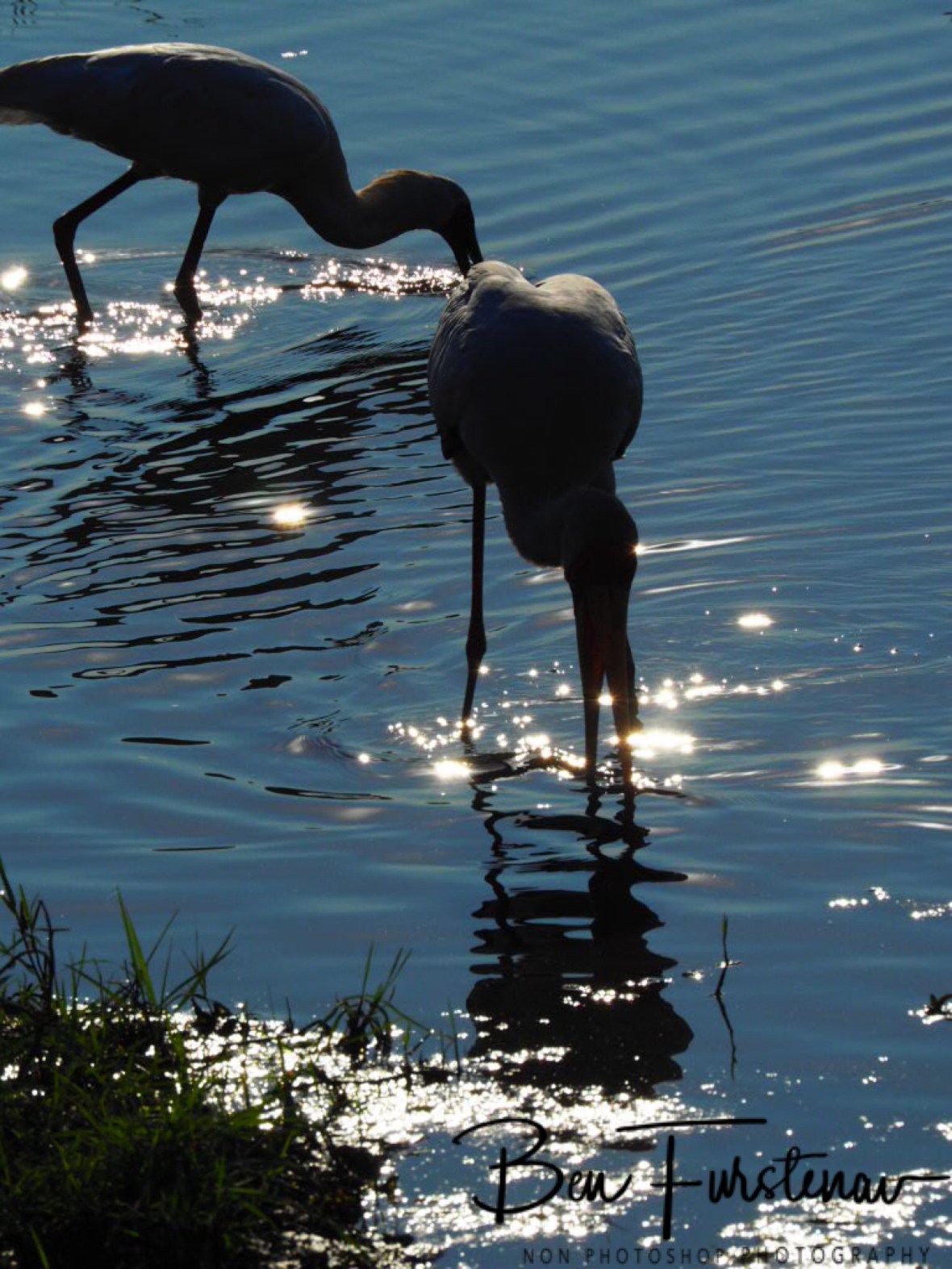 Yellow Billed Stork double, Chobe National Park, Botswana