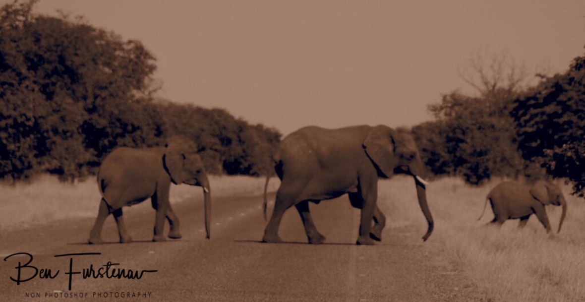 Calf always cross last and finish first, too cute, Chobe National Park, Botswana 