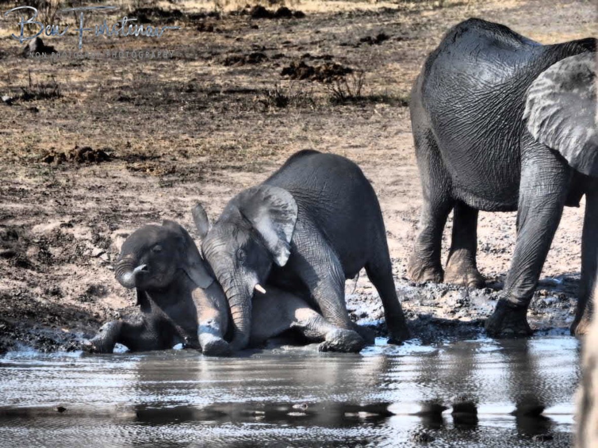 Pushing and shoving, Khaudum National Park, Namibia