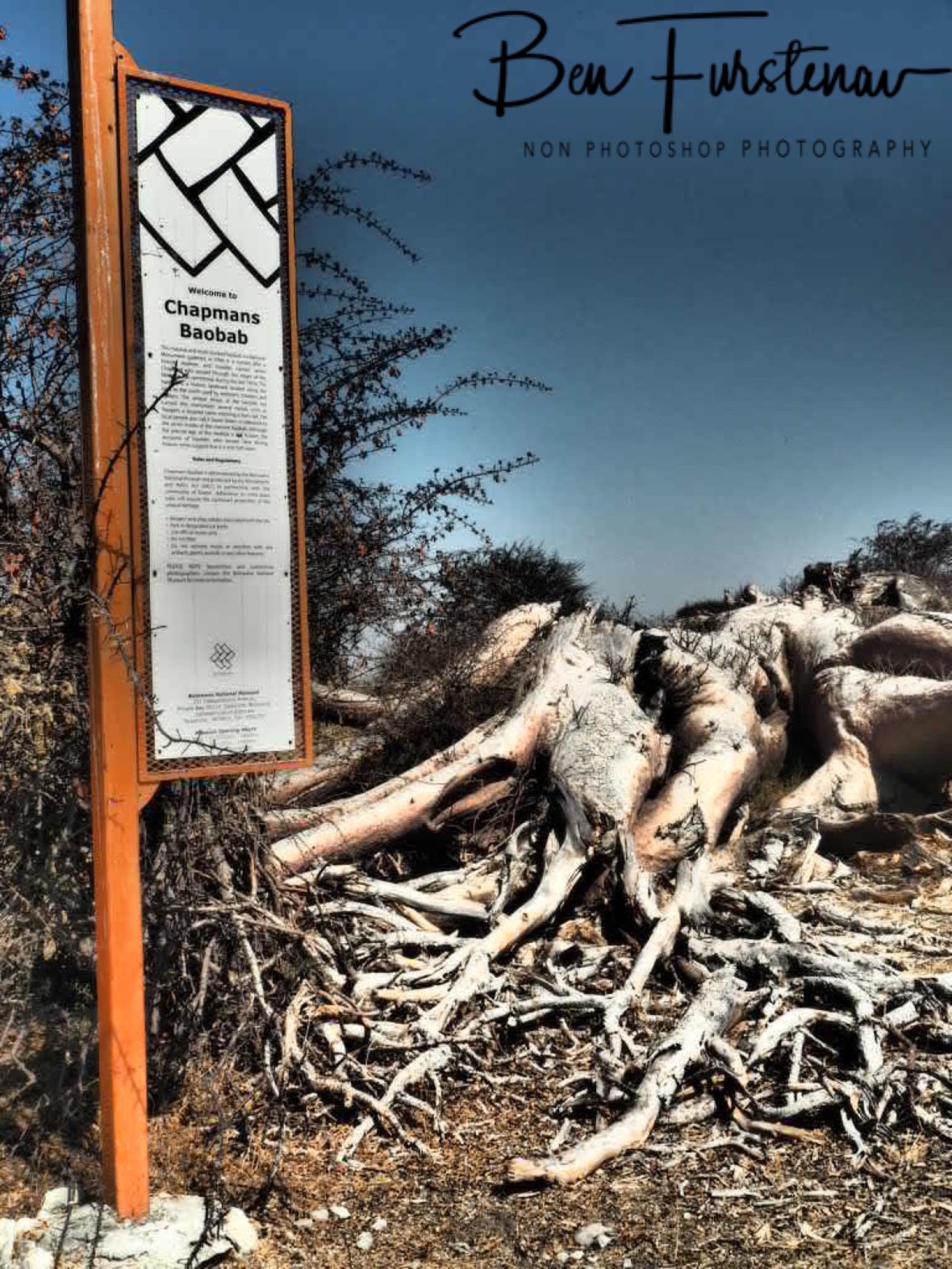 Chapman’s Baobabs site, Makgadikgadi Salt Pans, Botswana 