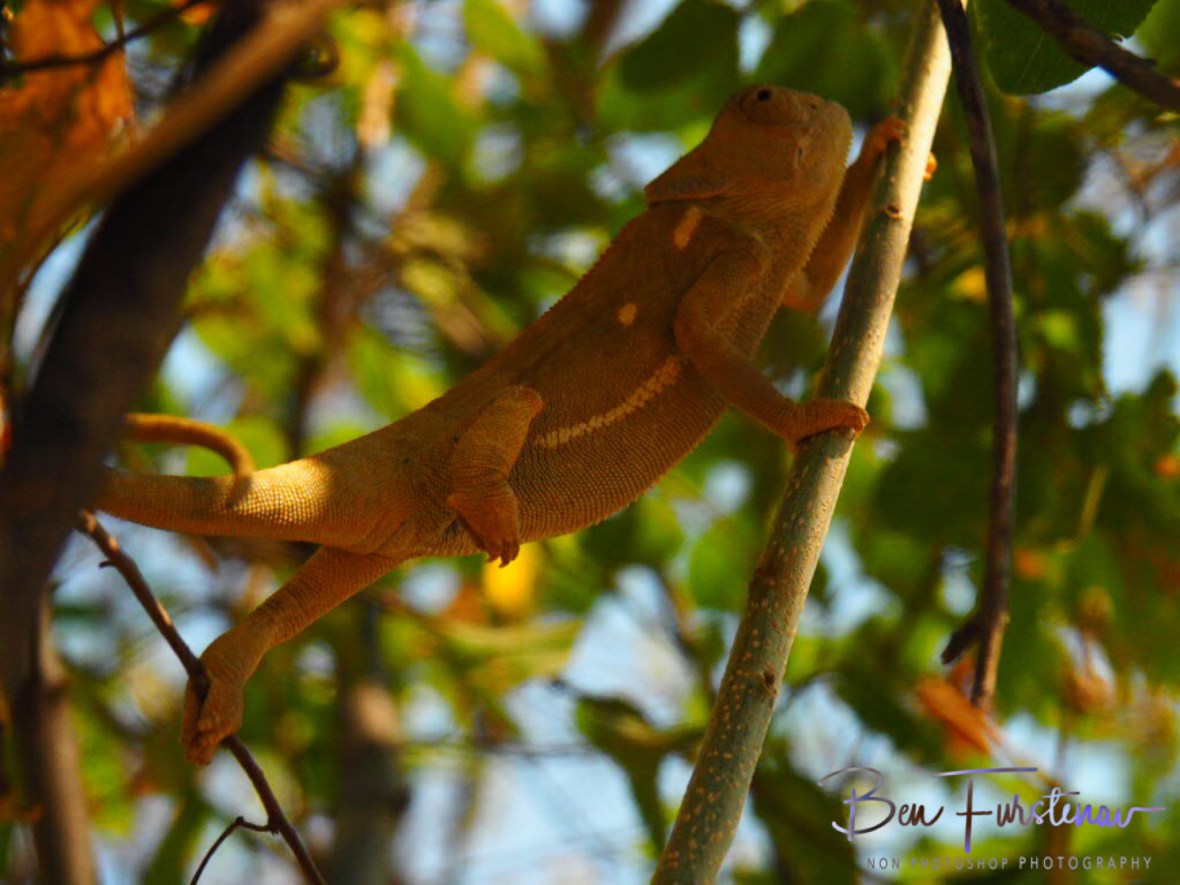 The last straw, Maun, Botswana 