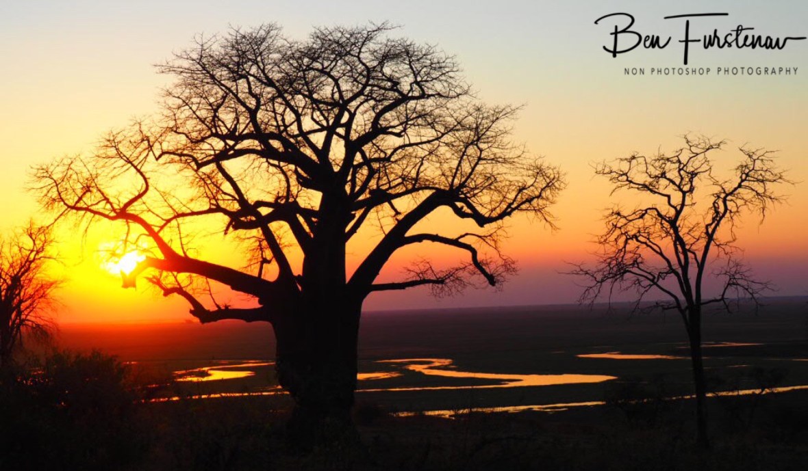 Baobab sunset, Okavango Delta, Botswana