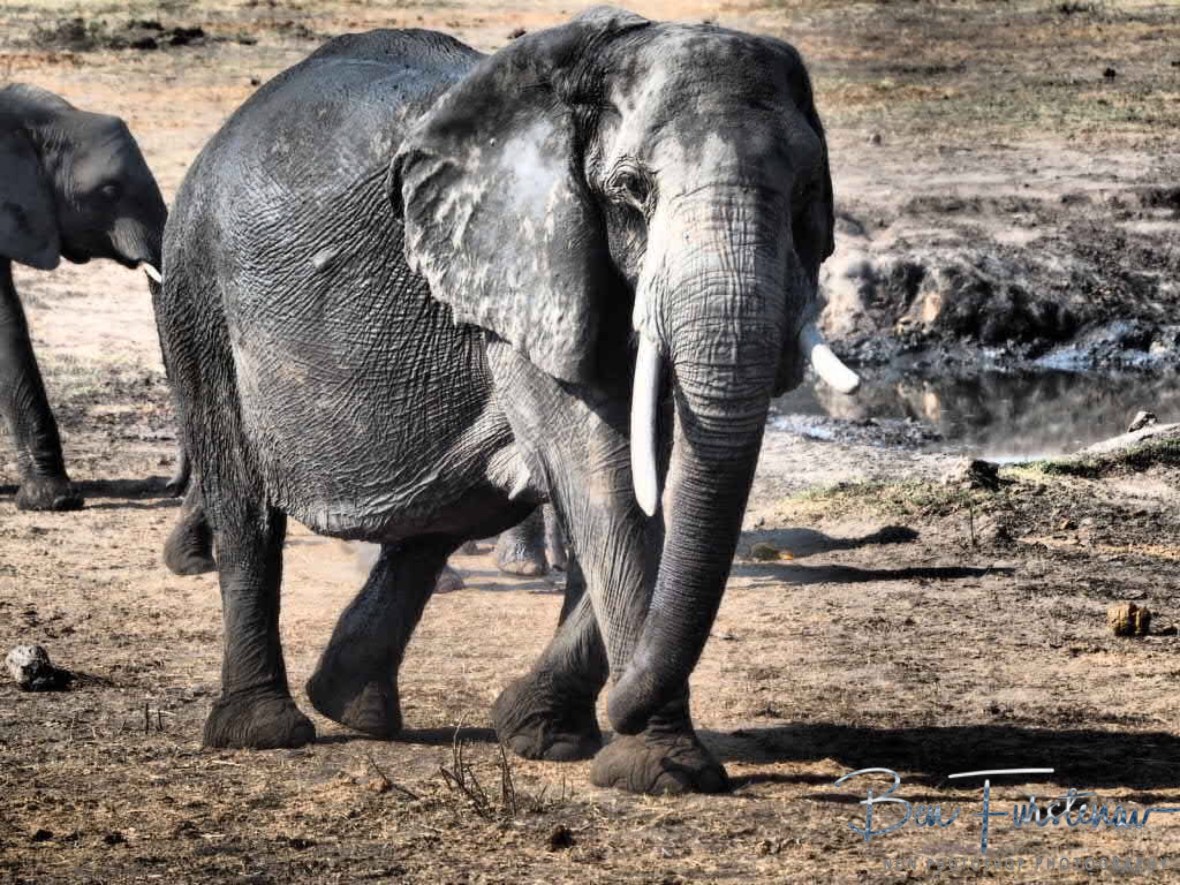 Warning views from the matriarch, Khaudum National Park, Namibia