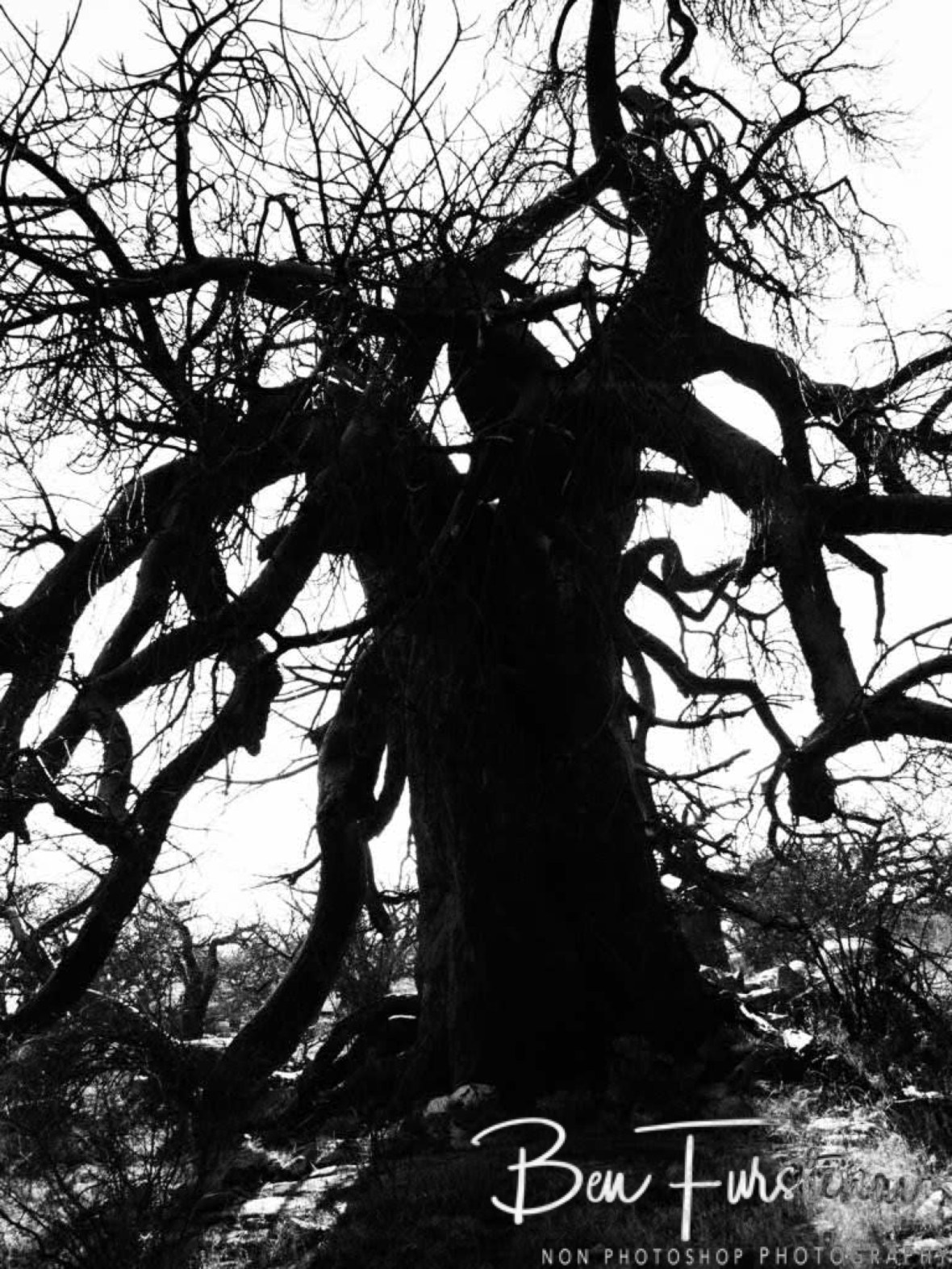 Walking octopus, Kubu Island, Makgadikgadi Salt Pans, Botswana
